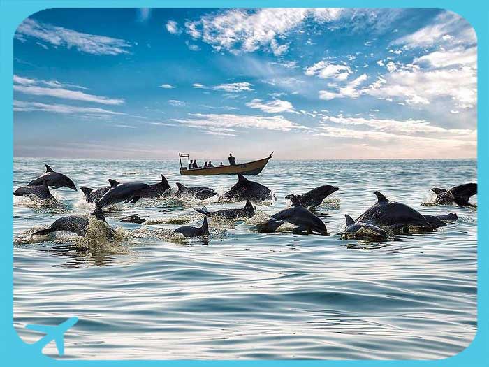 dolphins in persian gulf qeshm