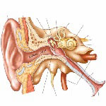 Ear, nose and troat in Iran - ENT in Iran Ear, nose and troat in Iran - ENT in Iran