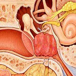Ear, nose and troat in Iran - ENT in Iran Ear, nose and troat in Iran - ENT in Iran