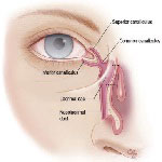Ear, nose and troat in Iran - ENT in Iran Ear, nose and troat in Iran - ENT in Iran
