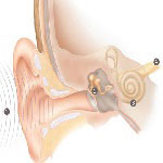 Ear, nose and troat in Iran - ENT in Iran Ear, nose and troat in Iran - ENT in Iran