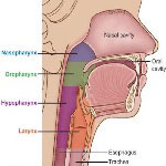 Ear, nose and troat in Iran - ENT in Iran Ear, nose and troat in Iran - ENT in Iran