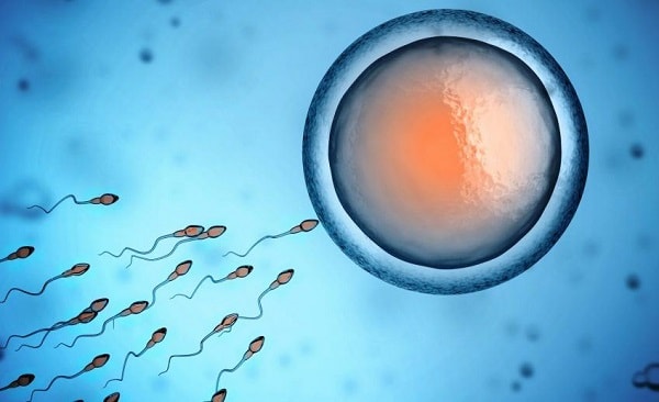 sperms reaching egg after an IUI treatment