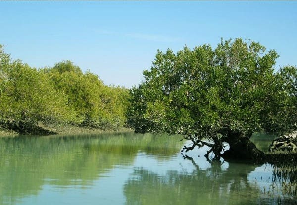mangrove forests of Qeshm Island