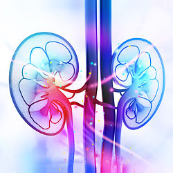 colorful sketching of human kidneys