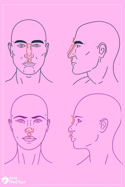 differences between a male and a female nose