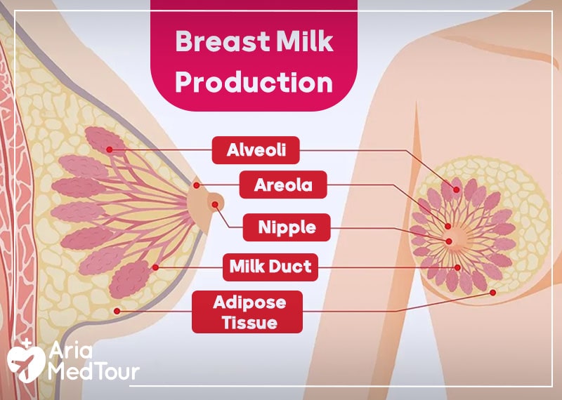 breast milk production: how breast milk production works